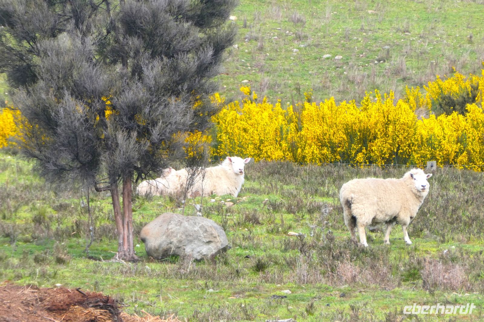 wir sind auch wieder da