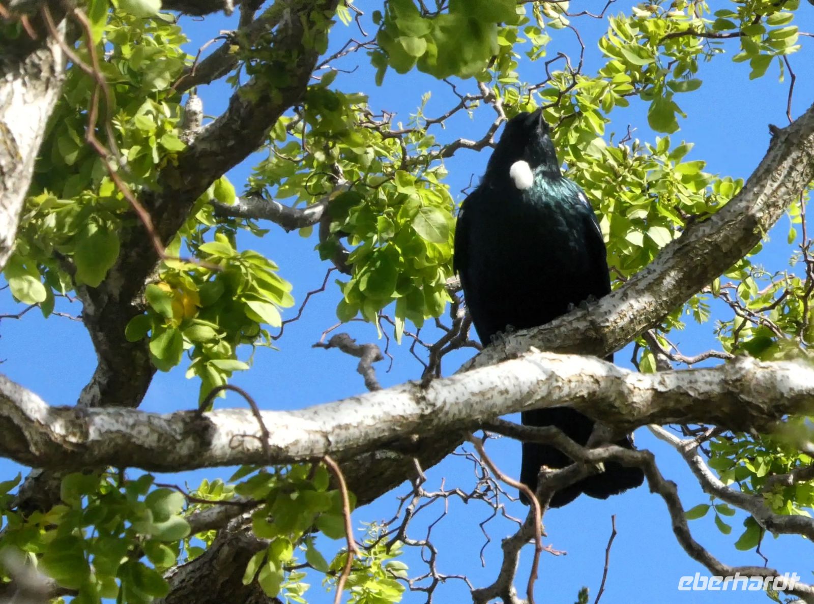 ein Tui vor unserem Hotel