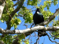 ein Tui vor unserem Hotel