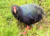 im Vogelpark - Takahe