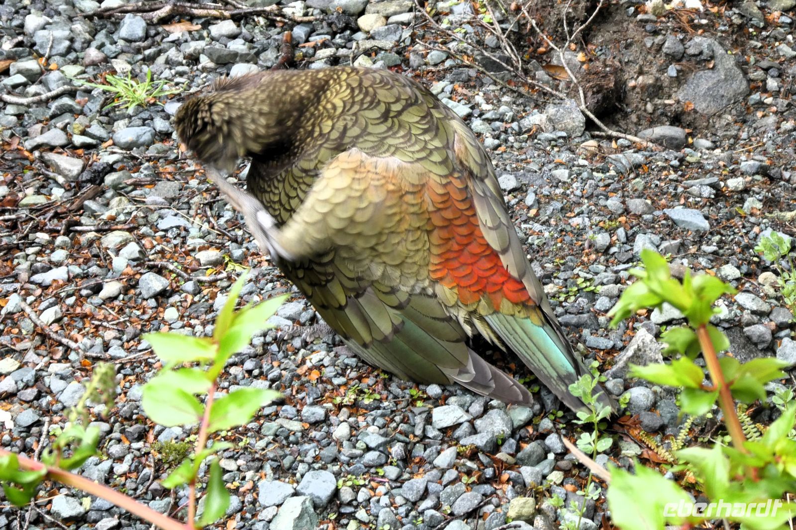 Kea bei Morgentoilette