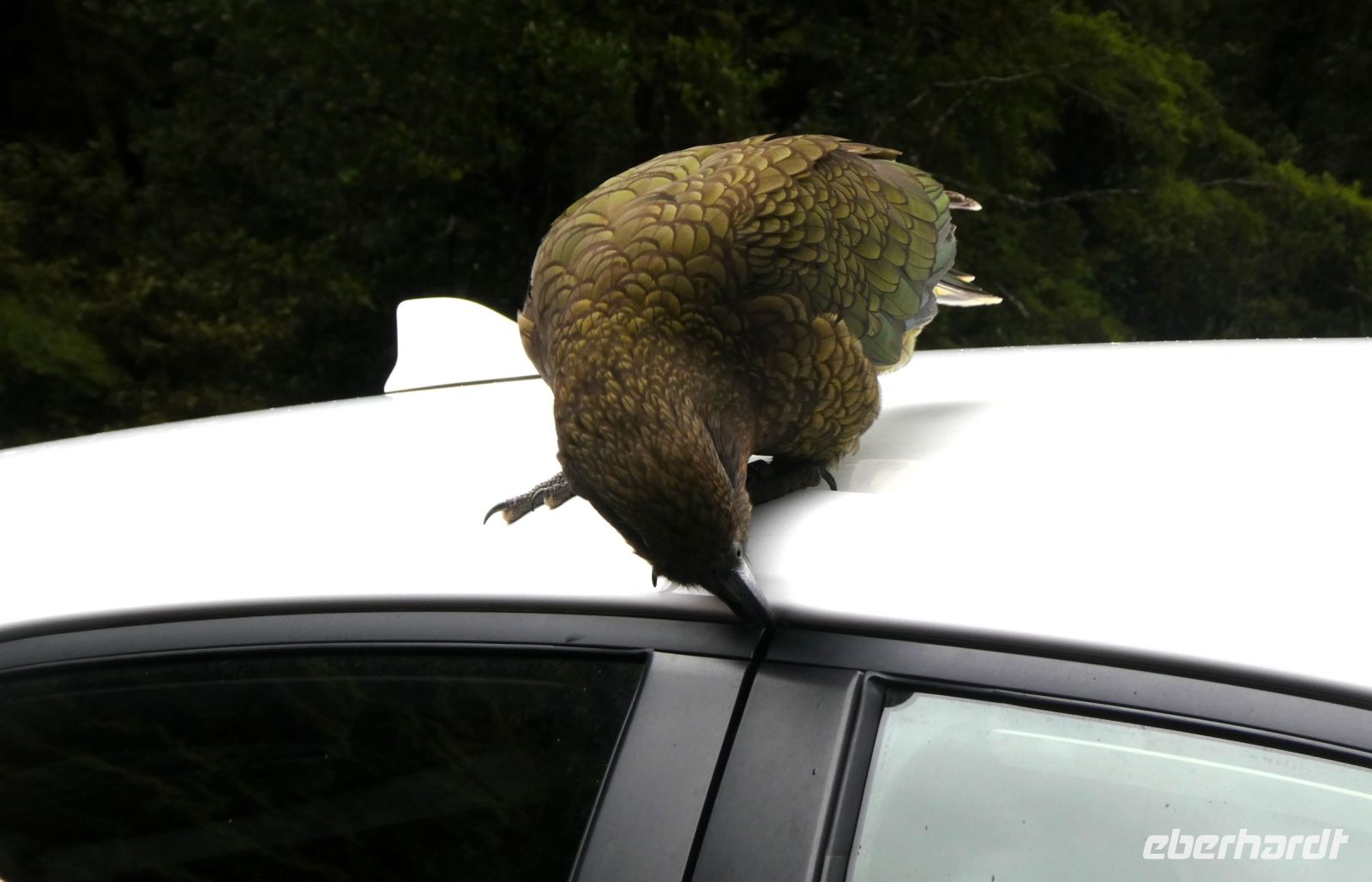 hmm lecker Dichtung!