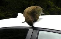 hmm lecker Dichtung!