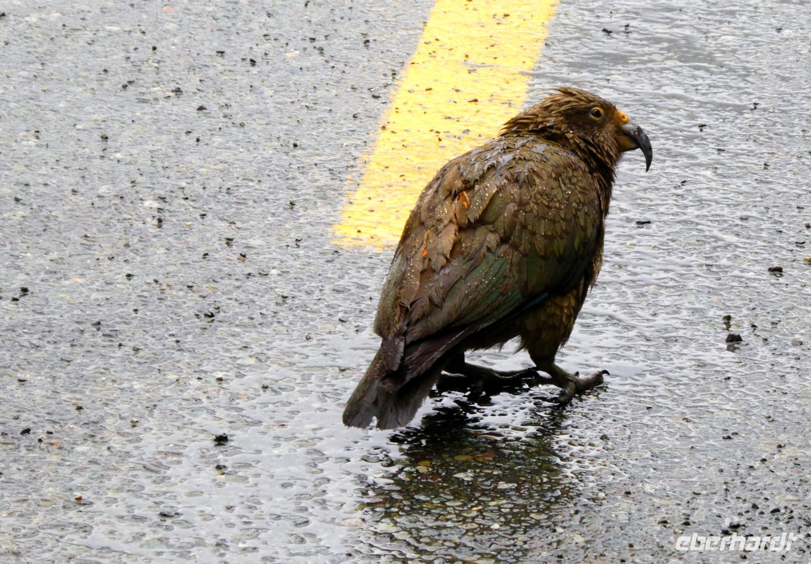 wal wieder Mistwetter!