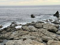 12. Reisetag – Von Wellington nach Kaikoura – Fotostopp am Ohau Point Lookout bei den Pelzrobben