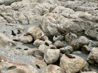 12. Reisetag – Von Wellington nach Kaikoura – Fotostopp am Ohau Point Lookout bei den Pelzrobben