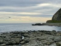 12. Reisetag – Von Wellington nach Kaikoura – Fotostopp am Ohau Point Lookout bei den Pelzrobben