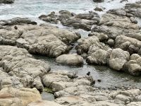 12. Reisetag – Von Wellington nach Kaikoura – Fotostopp am Ohau Point Lookout bei den Pelzrobben