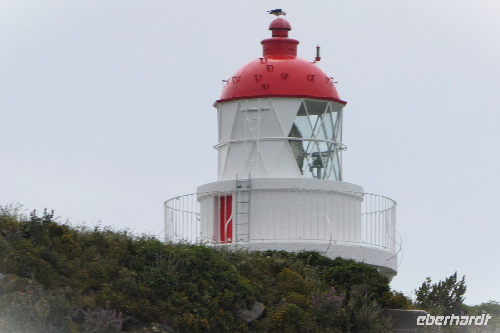 Leuchtturm an der Albatros Kolonie