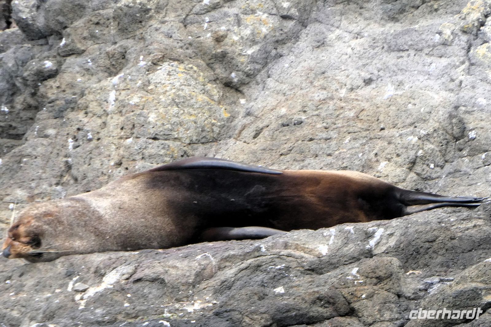 Seebär räkelt sich 