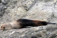 Seebär räkelt sich 