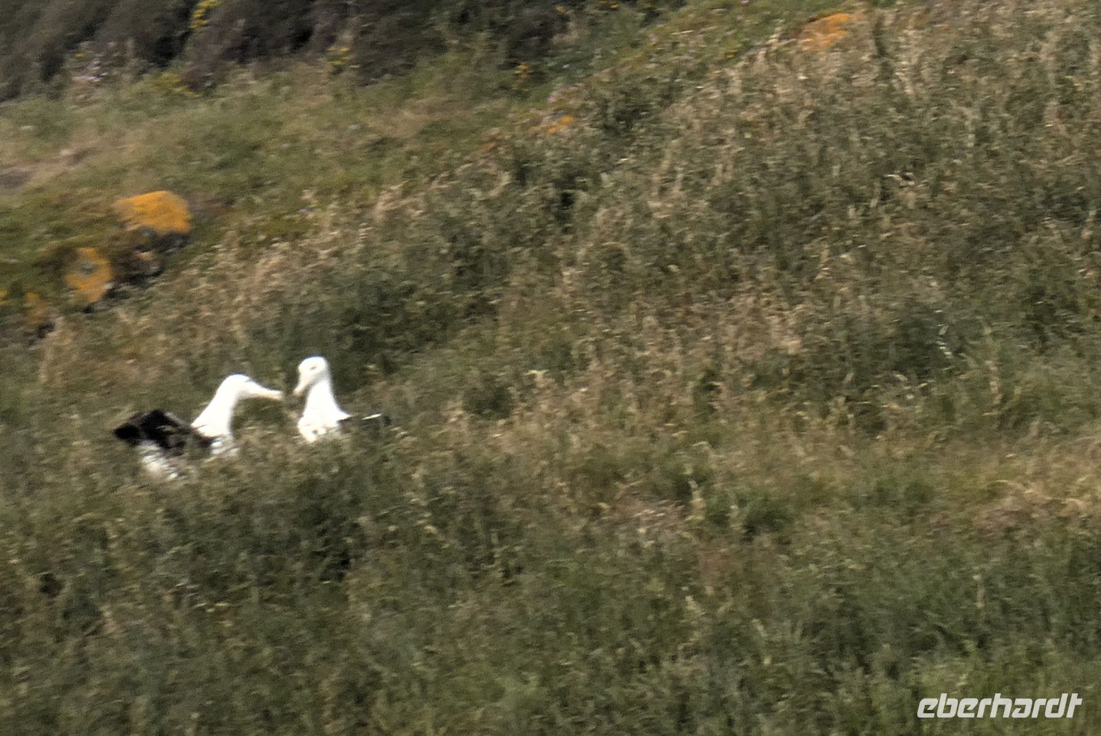 turtelnde Albatrosse