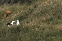 turtelnde Albatrosse