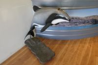 hoffentlich sehen wir sie