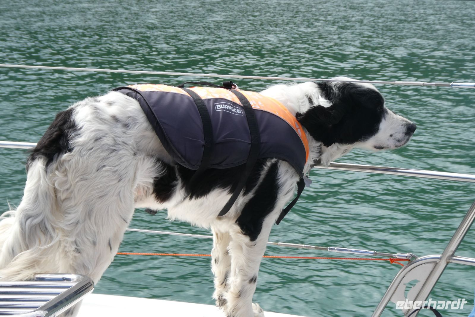 Delfine, wo seid Ihr?