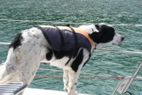 Delfine, wo seid Ihr?