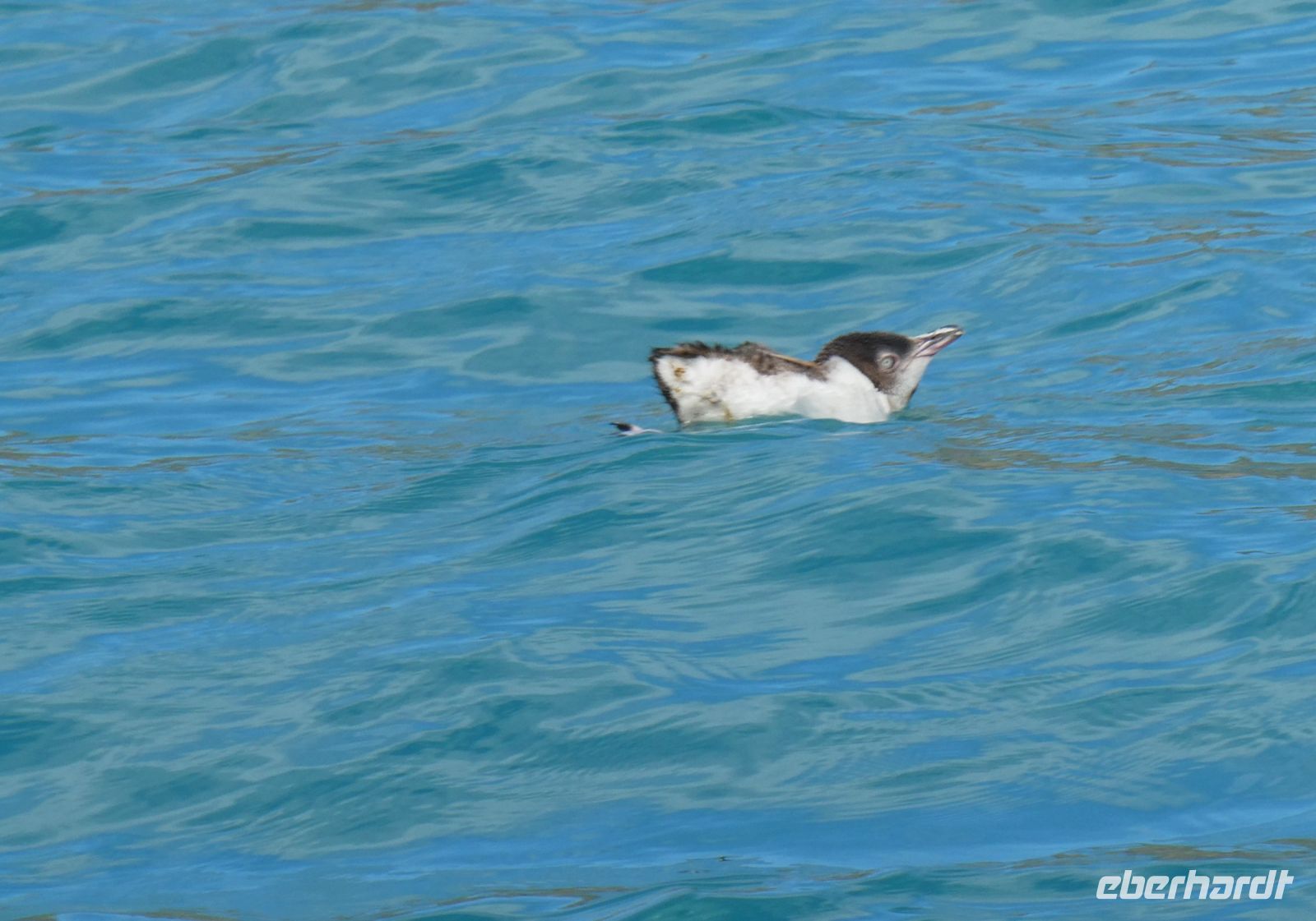 Bist Du ein Pinguin? Schau mir ins Auge dann weißt Du es!