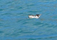 Bist Du ein Pinguin? Schau mir ins Auge dann weißt Du es!