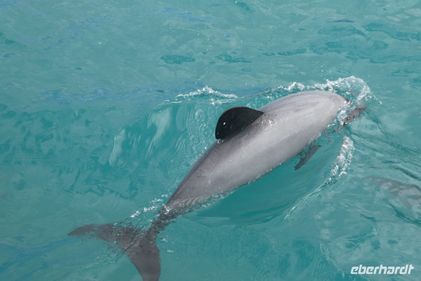 endemischer Hektor-Delfin