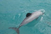 endemischer Hektor-Delfin