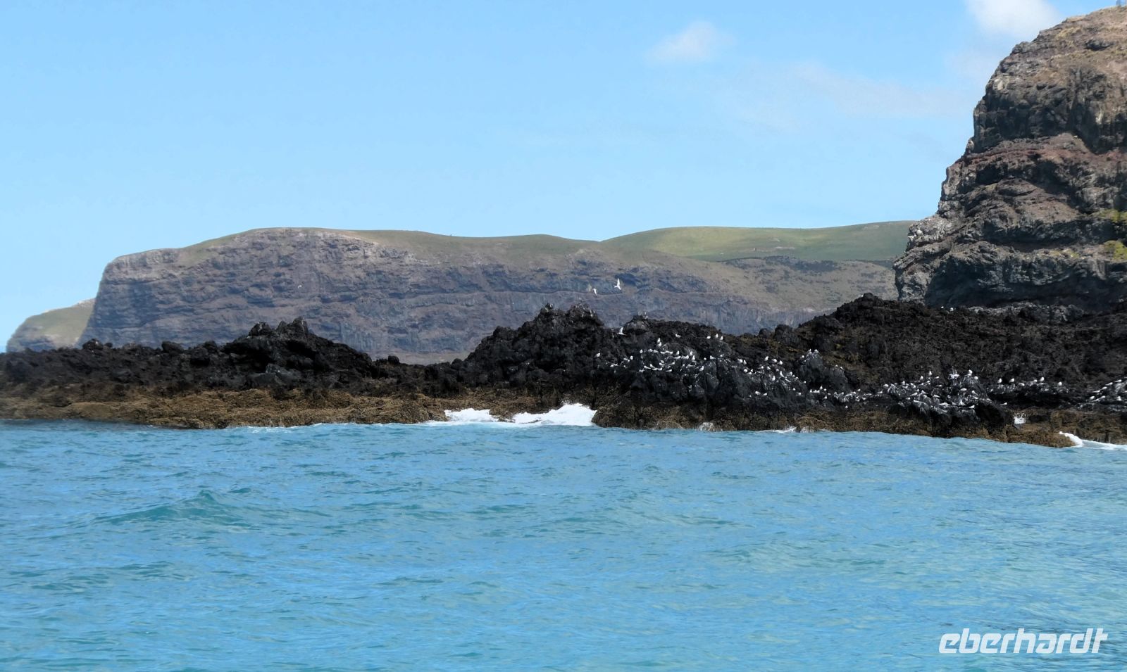 ein letzter Blick auf die Vogelkolonie