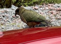 15. Reisetag – Von Dunedin zum Milford Sound – Keas auf dem Weg zum Milford Sound
