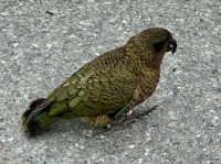 15. Reisetag – Von Dunedin zum Milford Sound – Keas auf dem Weg zum Milford Sound