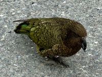 15. Reisetag – Von Dunedin zum Milford Sound – Keas auf dem Weg zum Milford Sound