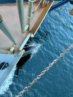 16. Reisetag – Vom Milford Sound nach Queenstown – Milford Sound am Morgen – Delfine am Bug