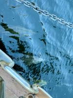 16. Reisetag – Vom Milford Sound nach Queenstown – Milford Sound am Morgen – Delfine am Bug