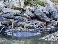 16. Reisetag – Vom Milford Sound nach Queenstown – Milford Sound am Morgen – Pelzrobbe