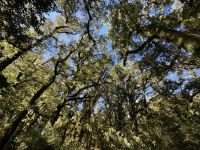 16. Reisetag – Vom Milford Sound nach Queenstown – Rückfahrt nach Te Anau – Spaziergang zum Chasm