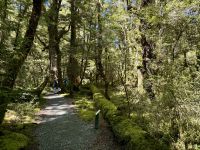 16. Reisetag – Vom Milford Sound nach Queenstown – Rückfahrt nach Te Anau – Lake Gunn Nature Walk