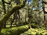 16. Reisetag – Vom Milford Sound nach Queenstown – Rückfahrt nach Te Anau – Lake Gunn Nature Walk