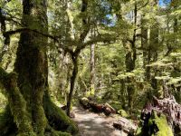 16. Reisetag – Vom Milford Sound nach Queenstown – Rückfahrt nach Te Anau – Lake Gunn Nature Walk