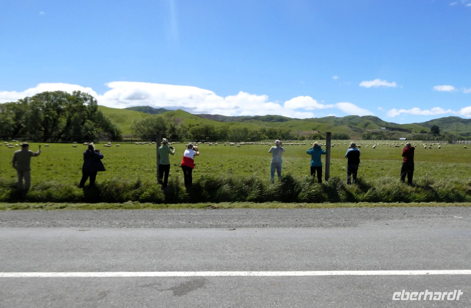 es muss doch möglich sein, Schafe zu fotografieren!