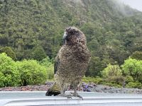 Kea (1)