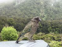 Kea (2)