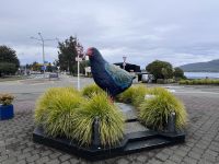 Te Anau (5)