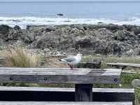 ...unterwegs nach Kaikoura (2)