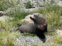 ...unterwegs nach Kaikoura (5)