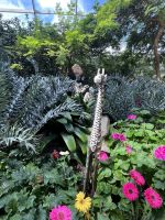 Singapore flower dome (1)