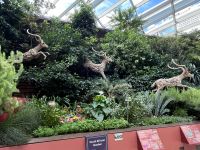 Singapore flower dome (11)