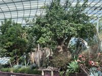 Singapore flower dome (6)