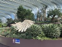 Singapore flower dome (5)