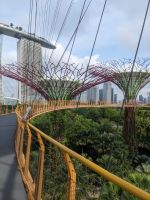 Skywalk Supertrees
