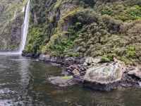 Seelöwen Milford Sound