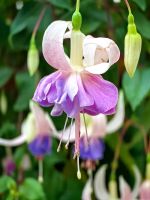 Mehrfarbige Fuchsie im Flower Dome in Singapur