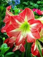 Amaryllis im Flower Dome in Singapur