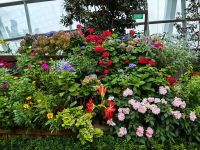 Im Clourd Forest in Singapur blüht und grünt es